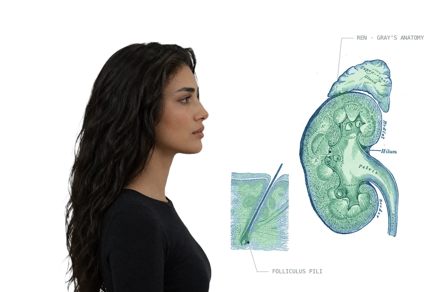 Side profile of a woman with long dark hair beside a watercolour-tinted engraving of a kidney and a hair follicle