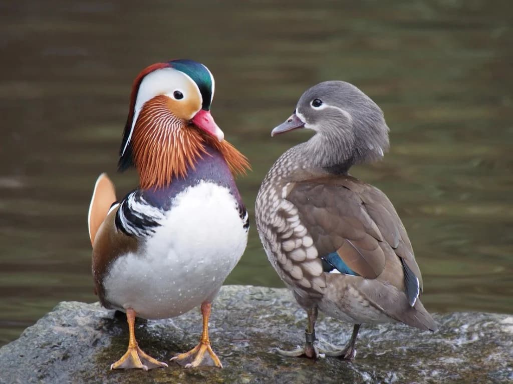 Male and female Mandarin ducks (Aix galericulata) showing sexual dimorphism, standing together on a wet rock