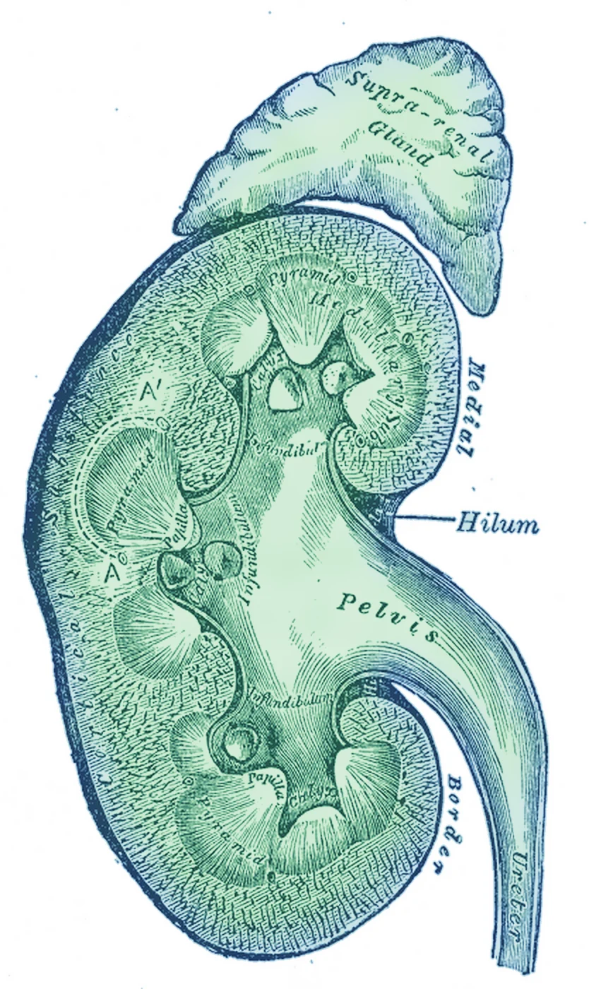Watercolour-tinted Gray's Anatomy engraving of a kidney cut in half, with the adrenal gland on top and the ureter leaving below, with leader lines to six parts