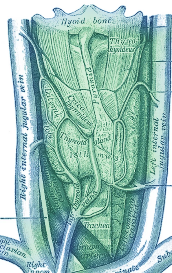 Watercolour-tinted Gray's Anatomy engraving of the thyroid gland on the windpipe with its blood vessels, with leader lines to five parts