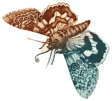 Engraved moth, hand-tinted rust and teal, gently beating its wings, with leader lines from its body to five labels